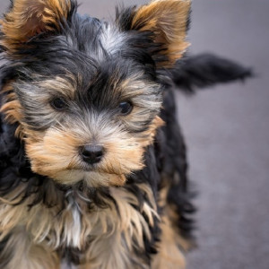 Семью из Владимирской области осудили за продажу фантомных щенков йорков 