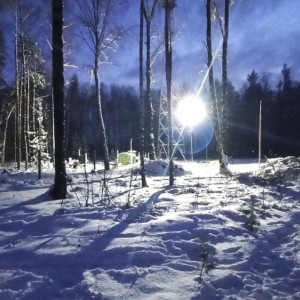 В Судогодском районе сухое дерево рухнуло на человека из-за ветра