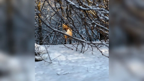 В селе под Юрьев-Польским заметили лисицу