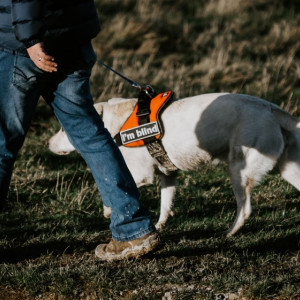 Во Владимирской области слепого выгнали из кафе из-за собаки-поводыря