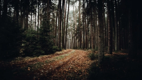 У арендатора леса в Гороховецком районе отсудили 700 тыс. рублей за вырубку деревьев