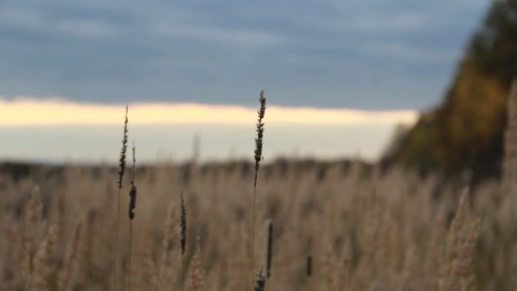 Во Владимире парк Дружба спасли от застройки