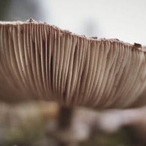 Во Владимирской области ввели уголовную ответственность за сбор краснокнижных грибов