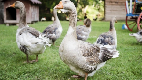 В Суздале снова отказались от гусиных боев на Масленицу