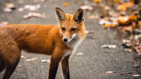 Во Владимирской области обнаружили новый очаг бешенства