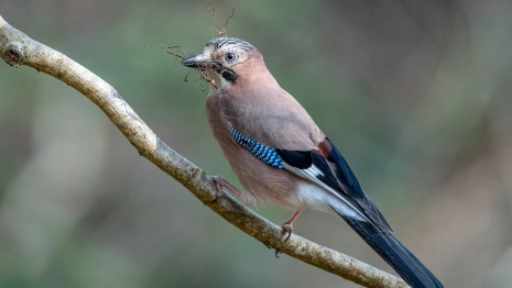 Сойкин день: что можно и нельзя делать 11 декабря