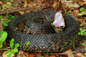 Во Владимирской области змея укусила ребенка