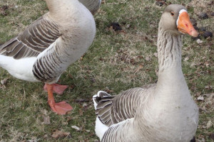 Когда в Гусь-Хрустальном начнут выращивать гусей, а в Гороховце – растить горох?