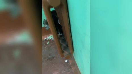 В Коврове спасатели вызволили застрявшую в батарее кошку