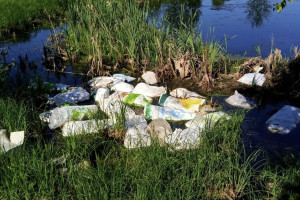 В деревне под Киржачом неизвестный выбросил в водоем 100 трупов уток в мешках