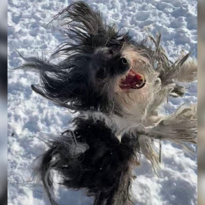 Волонтеры рассказали о самочувствии прожившего 3 года взаперти пса