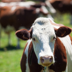 В Ковровском районе сняли ограничения по лейкозу крупного рогатого скота