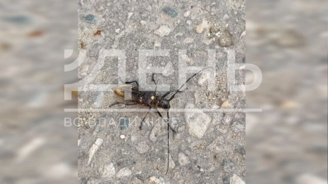 Черный усач захватил 9 районов Владимирской области