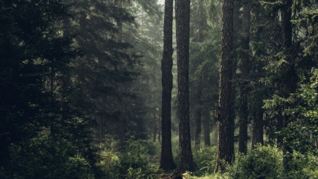 За полгода во Владимирской области пропали 74 ребенка