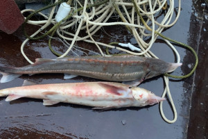 Житель Владимирской области попался на незаконном вылове краснокнижных стерлядок в Оке