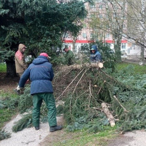 Шквалистый ветер повалил голубую ель во Владимире