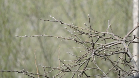 Прогноз погоды во Владимире и области на 15 апреля