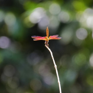 Во Владимирской области жара продержится до конца рабочей недели 