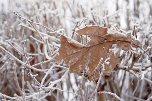 Прогноз погоды во Владимирской области на 14 декабря