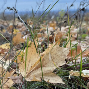 Прогноз погоды во Владимире и области на 20 октября 2025 года