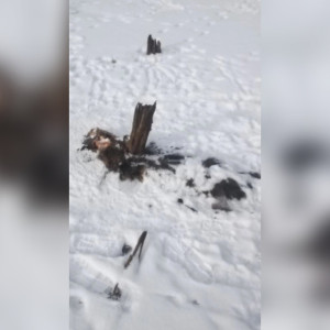 Во Владимирской области нашли труп провалившегося под лед лосенка