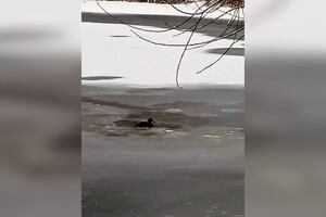 На Соловьином пруду во Владимире осталась замерзать одинокая уточка