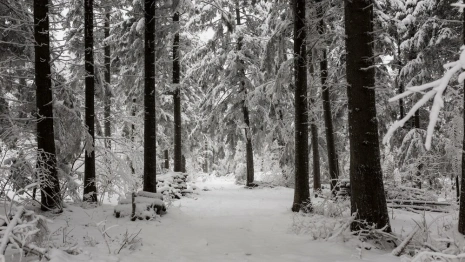 У пропавшего в Вязниковском районе 63-летнего мужчины были проблемы со здоровьем