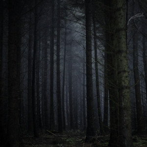 Пропавшую в лесу под Меленками 76-летнюю бабушку нашли мертвой