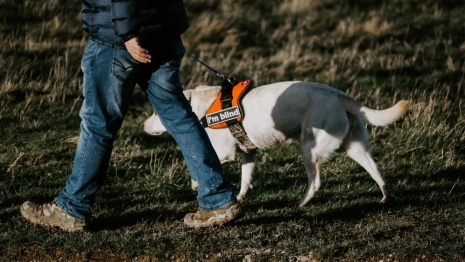 Во Владимирской области слепого выгнали из кафе из-за собаки-поводыря  