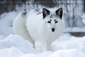 Редкий белый лис сбежал из монастырского приюта в Александровском районе