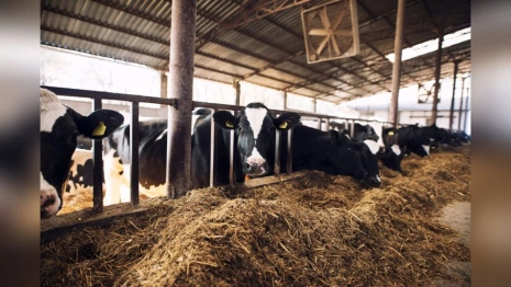 Сергиев день: что можно и что нельзя делать 20 октября