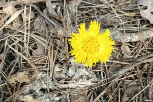 Во Владимире в марте расцвела мать-и-мачеха