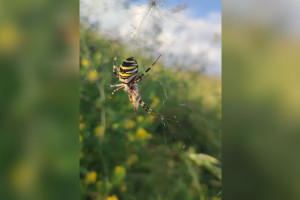Появилось фото ядовитых пауков-ос во Владимирской области