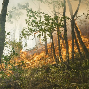Во Владимирской области произошло 29 лесных пожаров с начала года