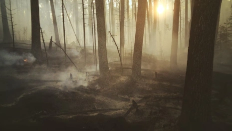 Во Владимирской области пропавшую полгода назад пенсионерку нашли мертвой