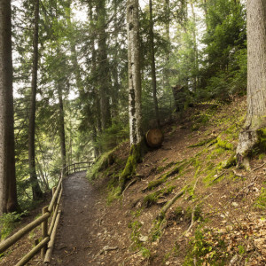 Во Владимирской области 76-летнего мужчину с собакой нашли живым