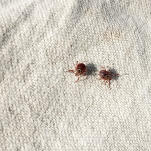 За неделю с жителей Владимирской области сняли 3 зараженных вирусами клещей