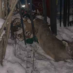 Во Владимирской области косуля застряла в заборе частного дома