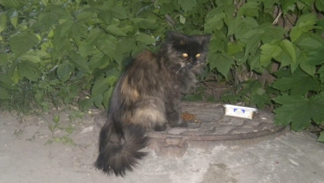 Во Владимирской области построят временные приюты для бездомных животных