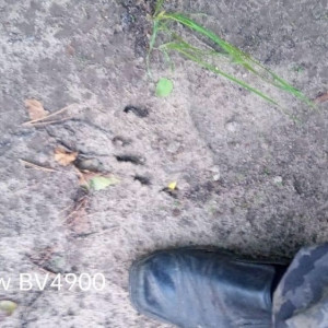 В Вязниковском районе заметили следы бурой медведицы с медвежонком