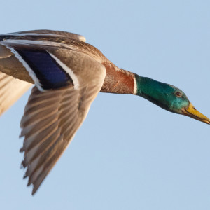 В трех районах Владимирской области из-за АЧС оставили под запретом охоту на уток