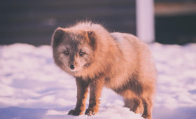 В 3 районах Владимирской области выявили бешенство