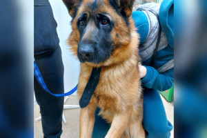 Во Владимире пытавшаяся укусить движущуюся машину собака сломала челюсть