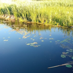 Во владимирском селе москвич спасал тонувшую женщину: погибли оба
