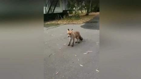В крупном городе Владимирской области лисенок вышел к людям