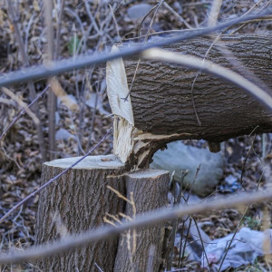 В центральном парке Владимира спилили несколько деревьев