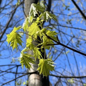 День Ивана Ветхопещерника: что можно и чего нельзя делать 2 мая