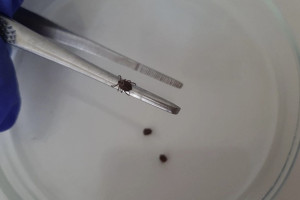 Во Владимирской области еще один клещ укусил человека