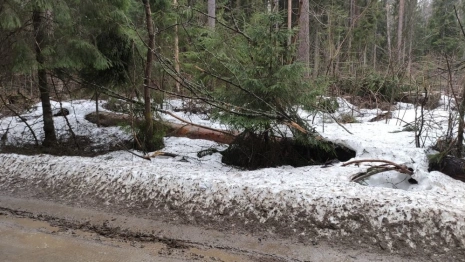 В Киржаче женщина получила перелом позвоночника из-за падения аварийного дерева на машину