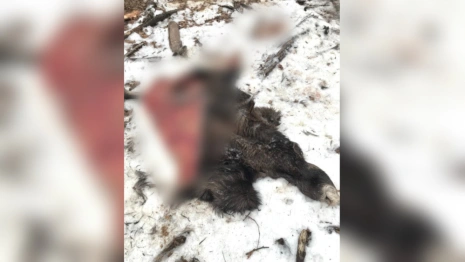 В Камешковском районе убили и расчленили лосиху